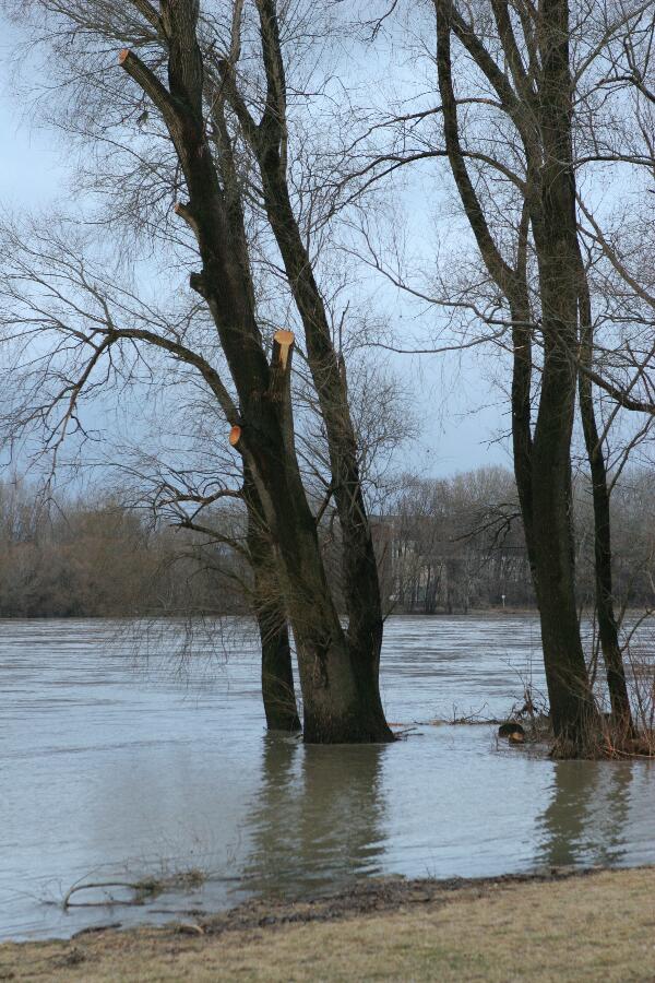 Foto 10/26 (Donau bei Strandbad Kritzendorf)